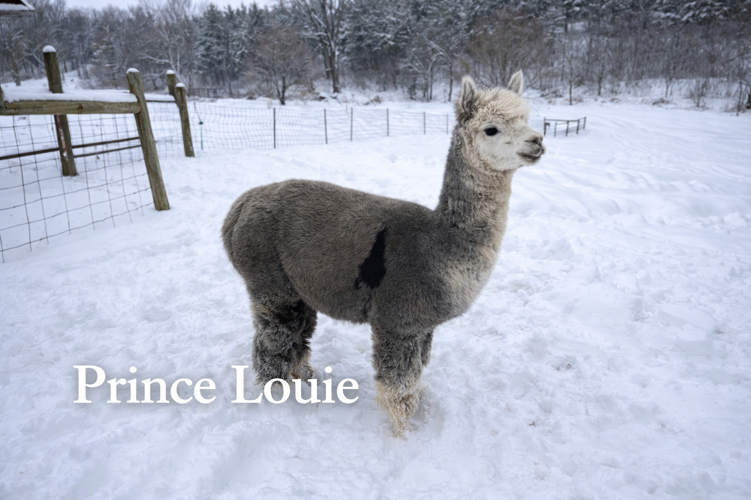 Prince Louie - Medium Silver Grey Herdsire at Count Your Blessings Farm